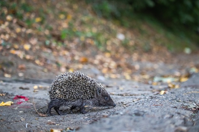 进攻提供支 进攻提供支