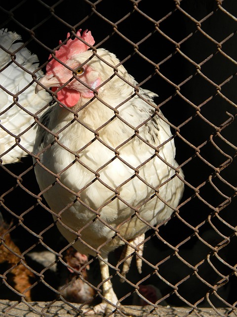 德里的情况 德里的情况